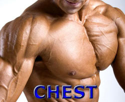 chest